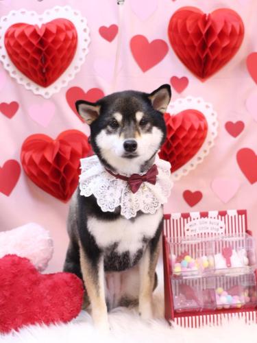 20240204ごまちゃん